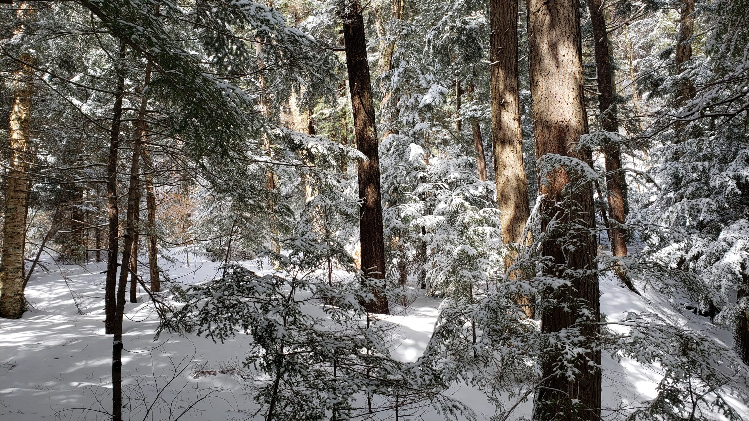 ontario snowy forest winter hike limberlost forest reserve muskokas algonquin